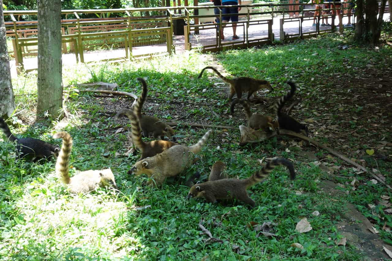 Falling for Iguazu TravelFoodCool